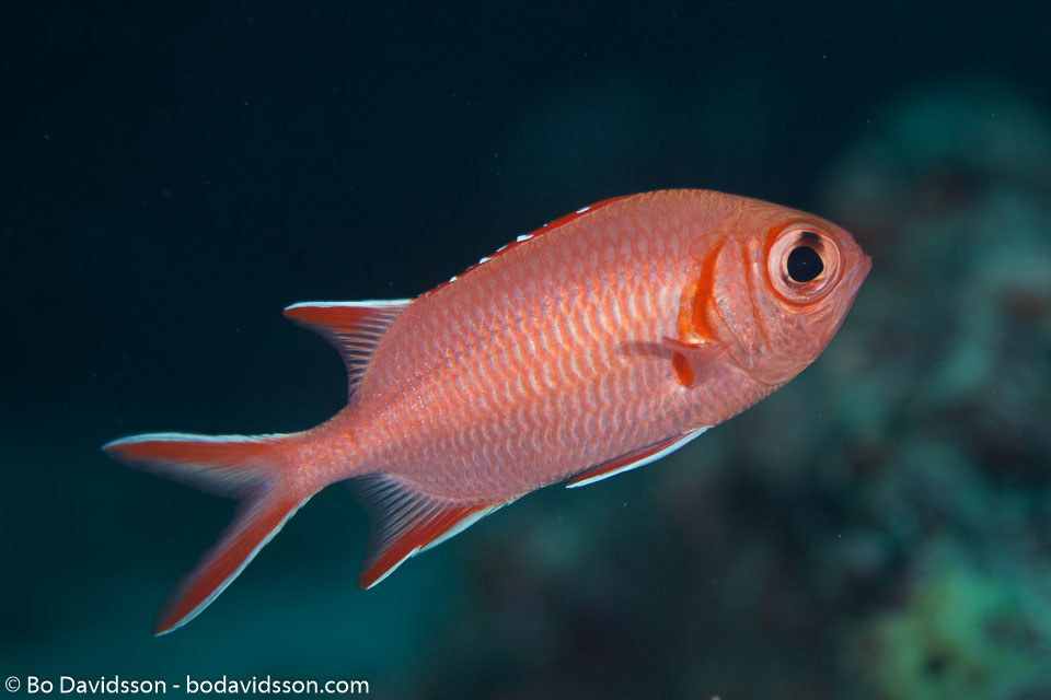 BD-150421-Maldives-7457-Myripristis-vittata.-Valenciennes.-1831-[Whitetip-soldierfish].jpg